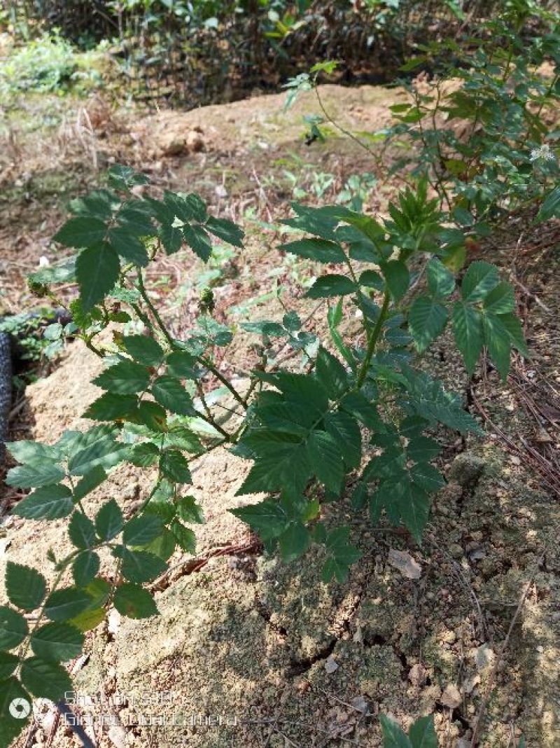 红颜草莓苗10~20cm