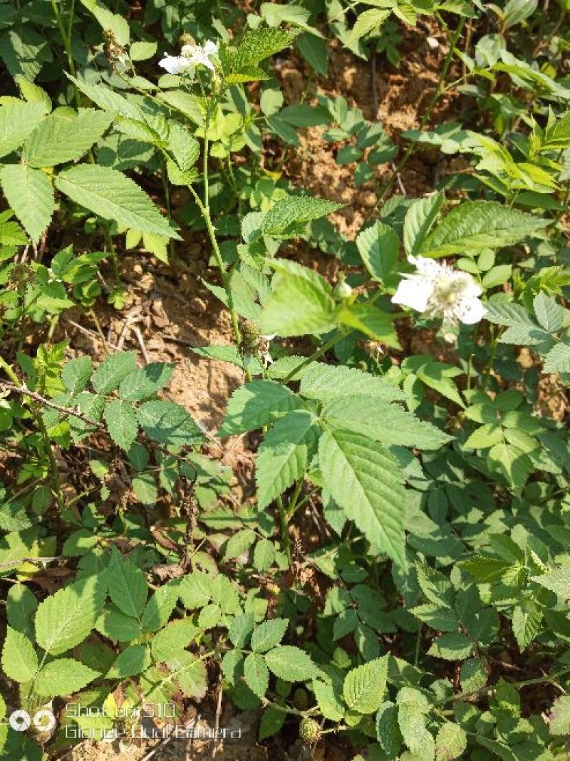 红颜草莓苗10~20cm