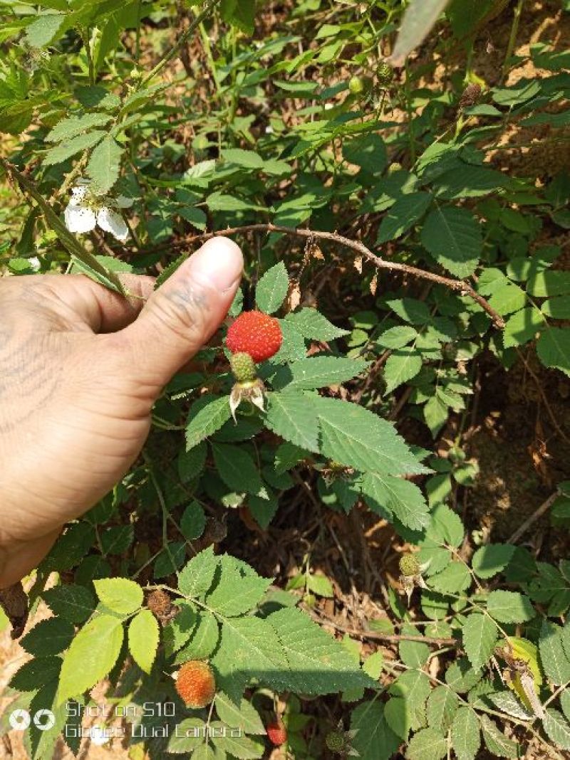 红颜草莓苗10~20cm