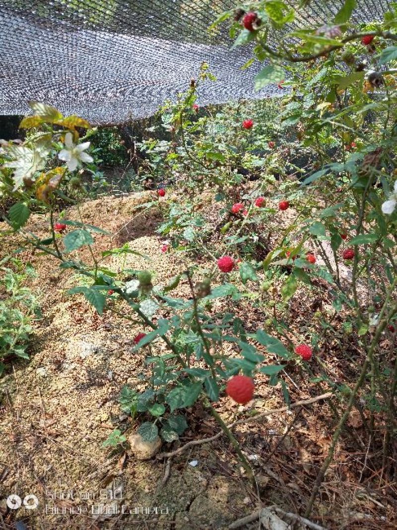 红颜草莓苗10~20cm