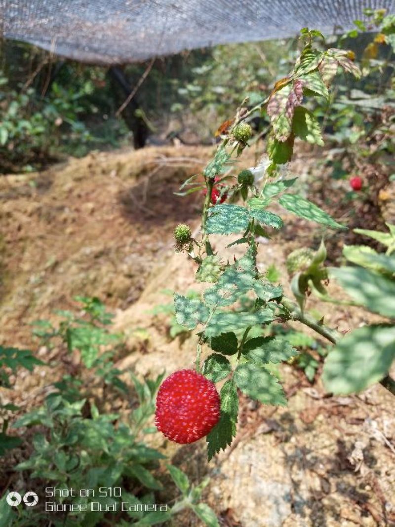 红颜草莓苗10~20cm