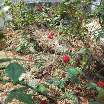 红颜草莓苗10~20cm