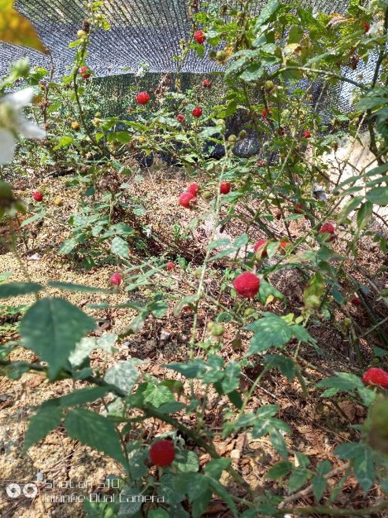 红颜草莓苗10~20cm