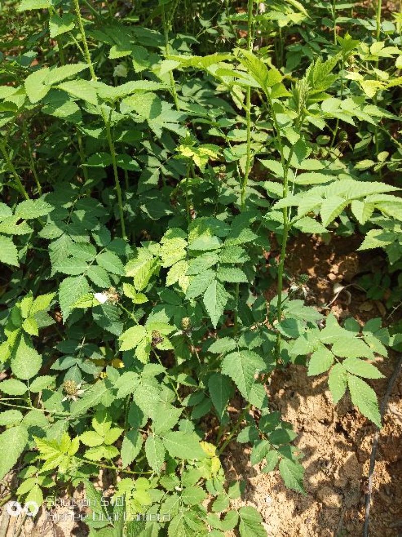 红颜草莓苗10~20cm