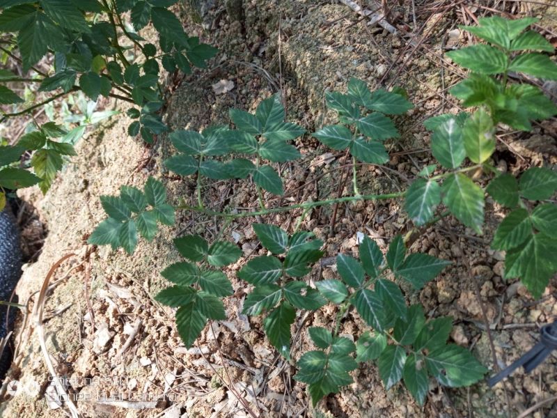 红颜草莓苗10~20cm