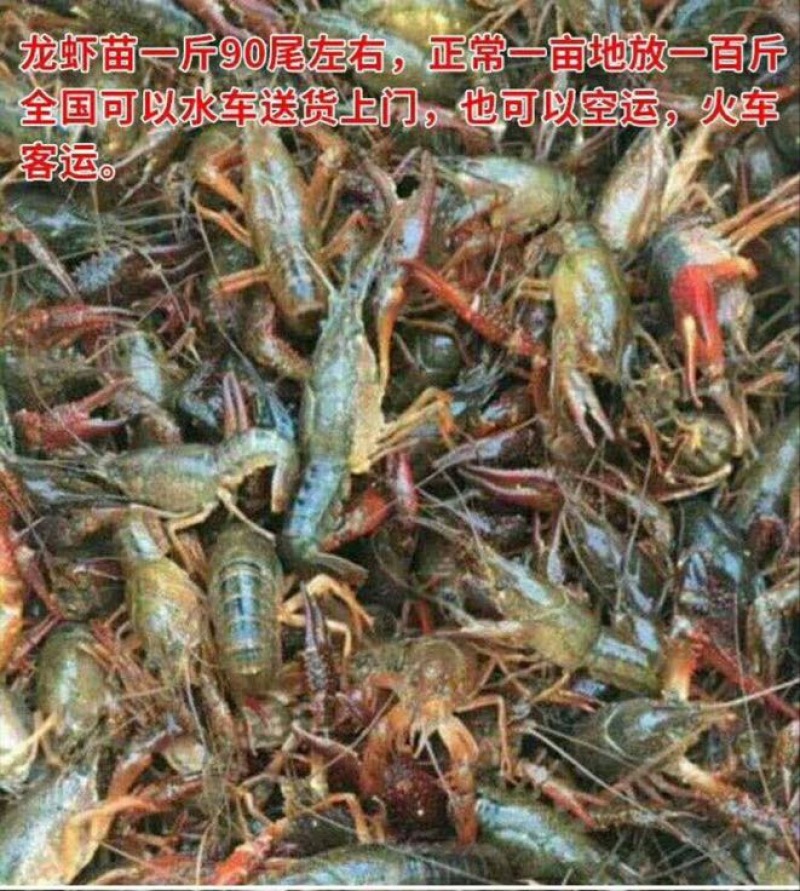 龙虾苗人工养殖