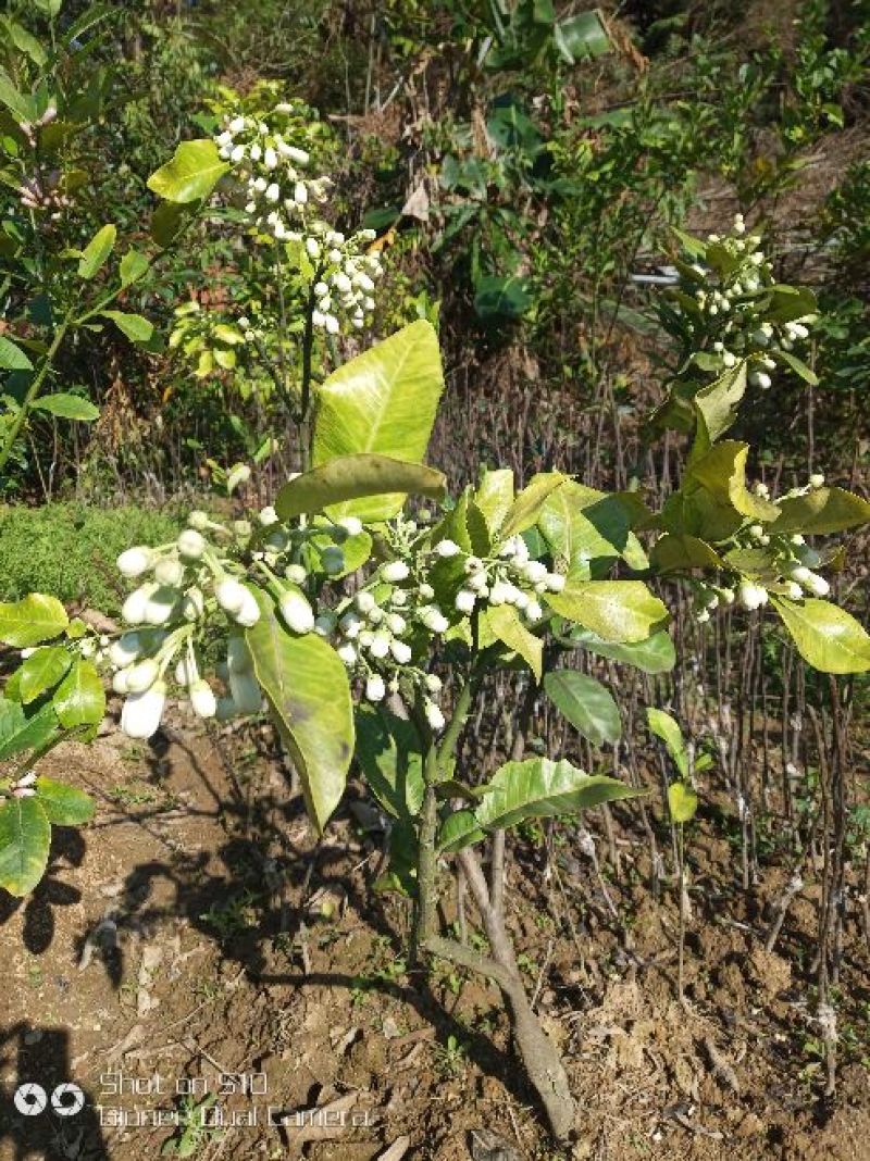 三红蜜柚苗1cm以上0.5~0.8m