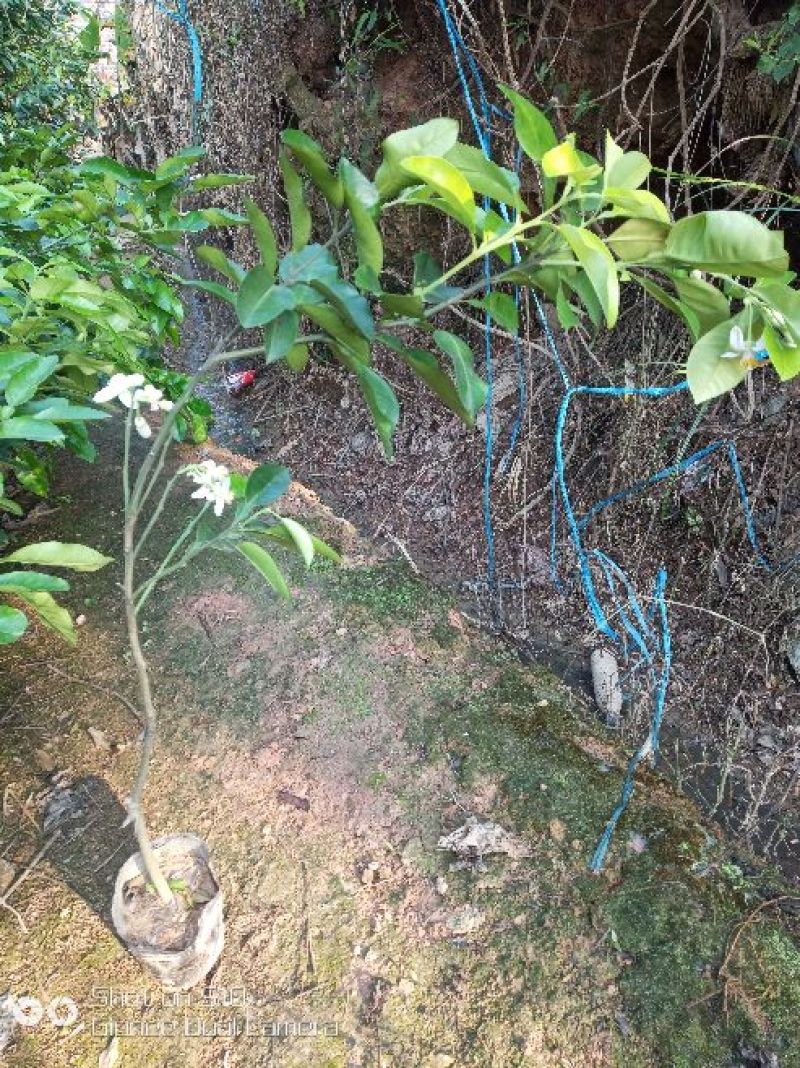 三红蜜柚苗1cm以上0.5~0.8m