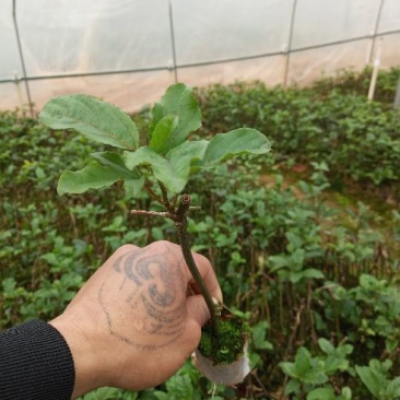 黄金百香果苗10cm以下