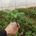 黄金百香果苗10cm以下