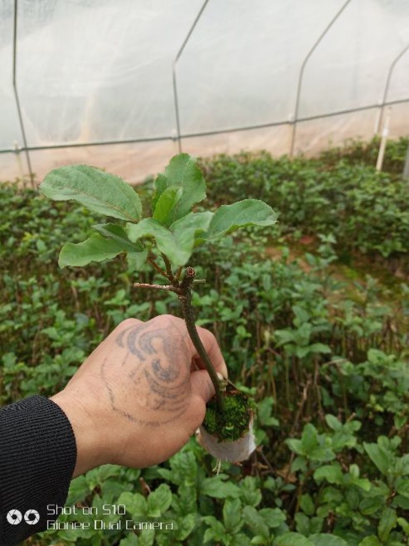 黄金百香果苗10cm以下