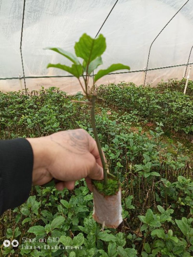 黄金百香果苗10cm以下