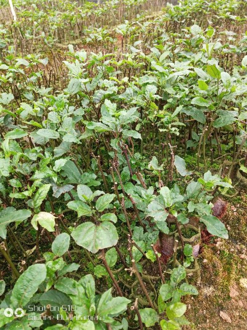 黄金百香果苗10cm以下