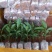 黄金百香果苗10cm以下