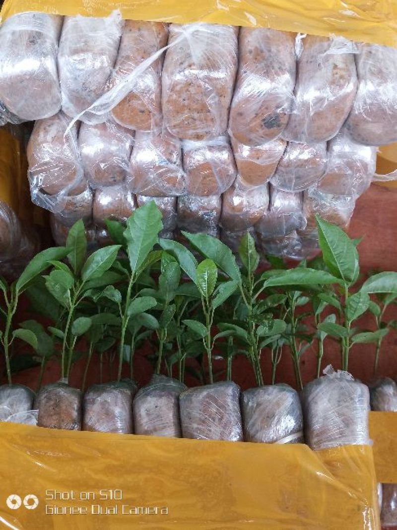 黄金百香果苗10cm以下