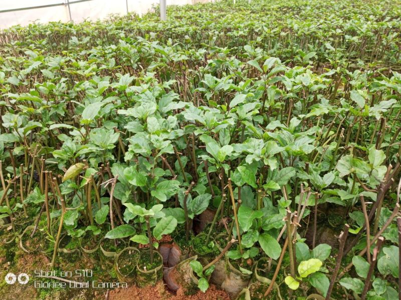 黄金百香果苗10cm以下