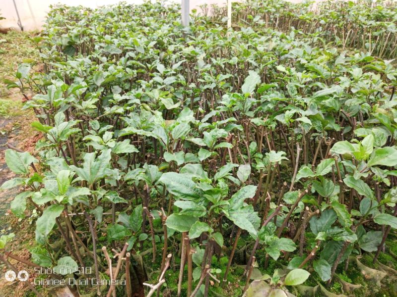 黄金百香果苗10cm以下