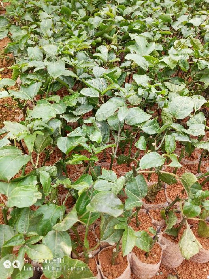 黄金百香果苗10cm以下