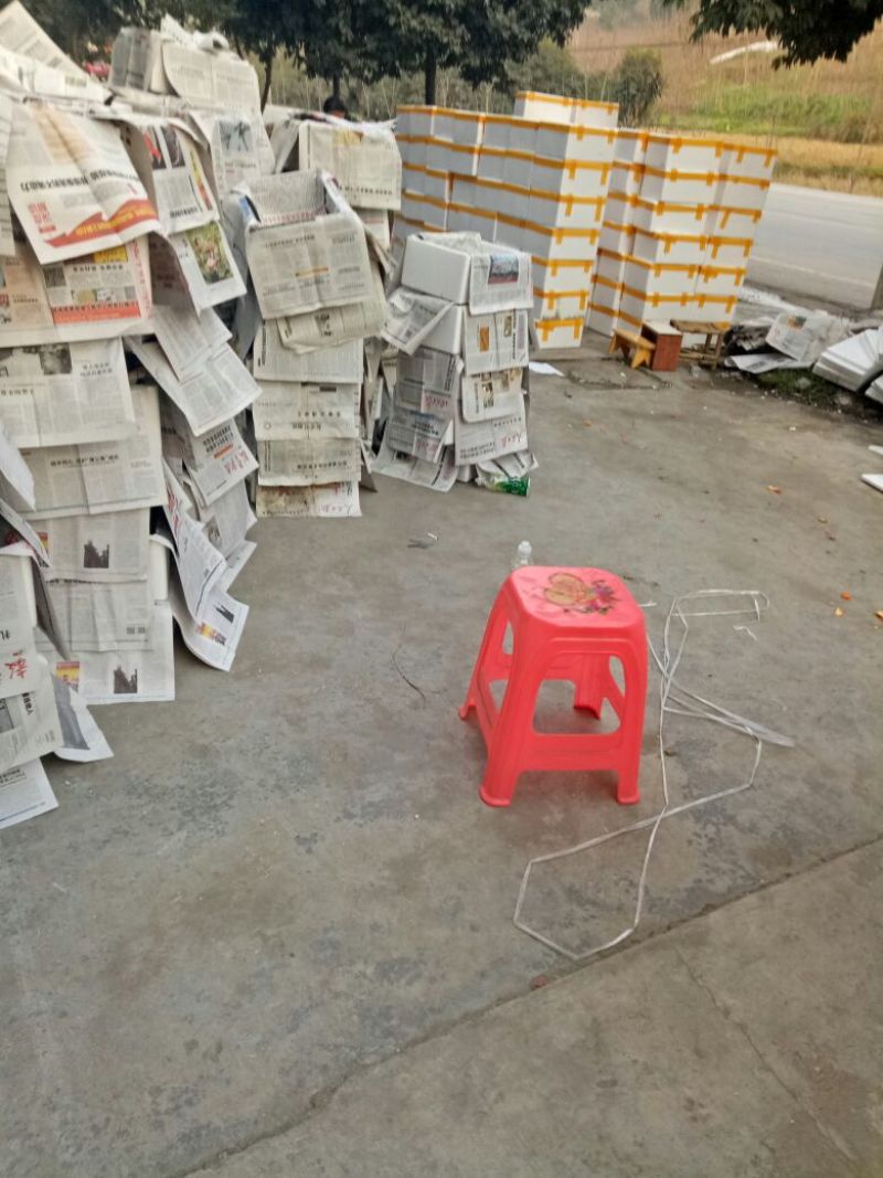 香椿芽11~20cm