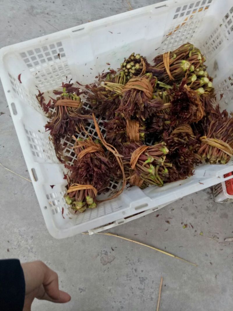 香椿芽11~20cm