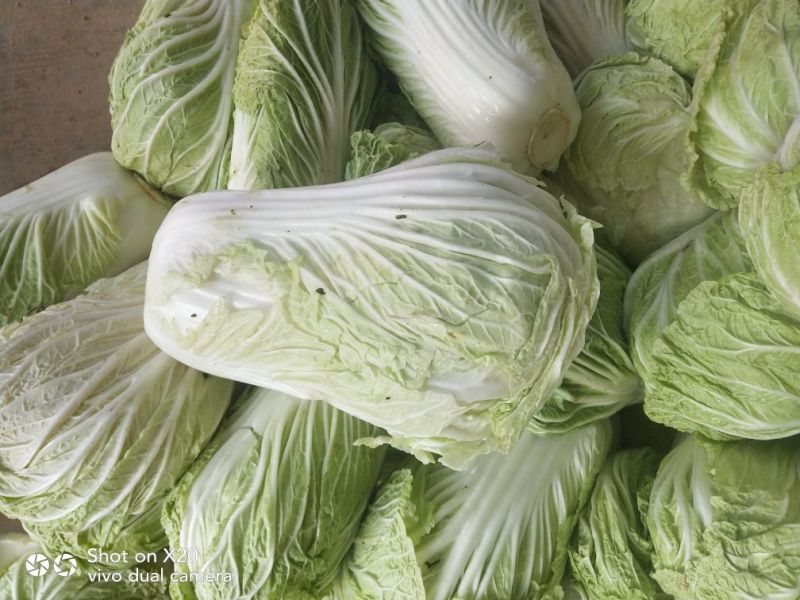 大白菜4~6斤净菜，产地直供，货源充足，散装，袋装，