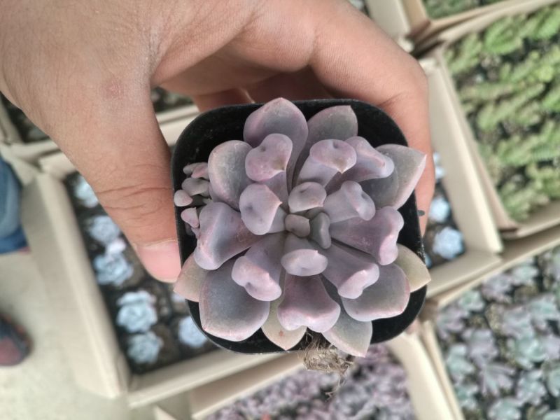 多肉植物青州基地室内盆栽美观防辐射净化空气一件代发