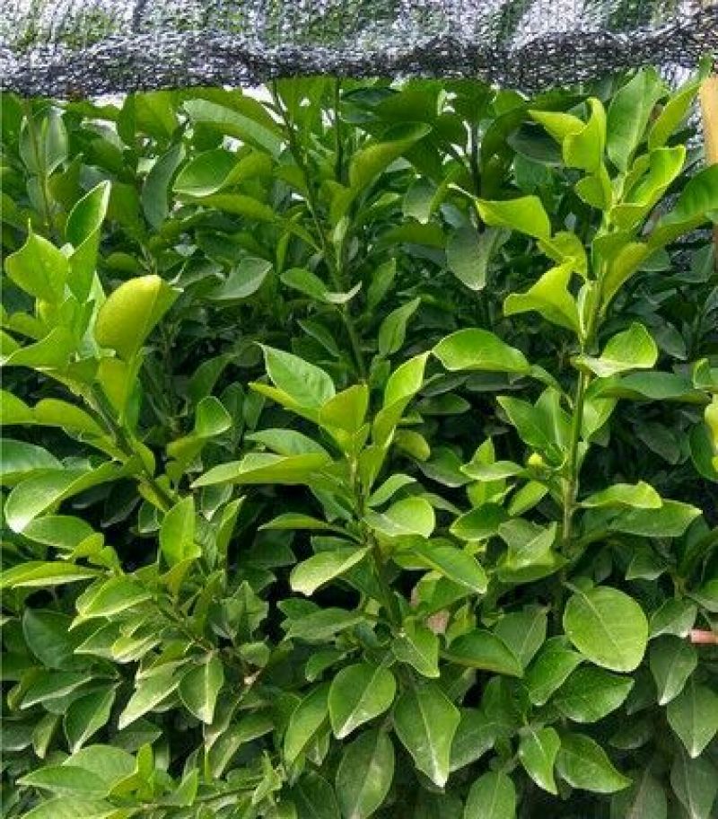 三红蜜柚，贯溪蜜柚，沙田柚现挖现发，1-3年苗品种有保证