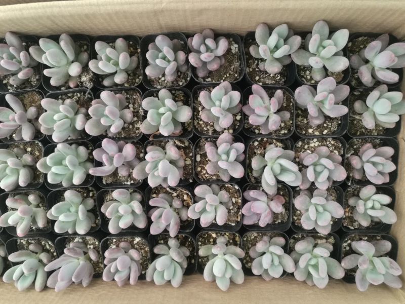 多肉植物青州基地室内盆栽美观防辐射净化空气一件代发