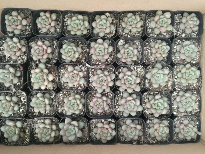 多肉植物青州基地室内盆栽美观防辐射净化空气一件代发