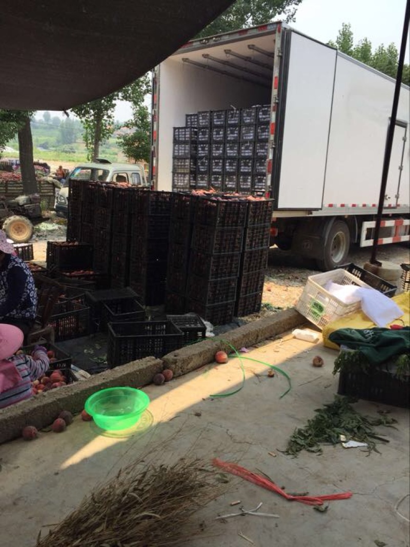毛桃量大，品种齐全，物美价廉，能满足客户任何需求