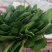 高杆菠菜25~30厘米大量接单产地直发量大从优欢迎来电