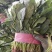 高杆菠菜25~30厘米大量接单产地直发量大从优欢迎来电