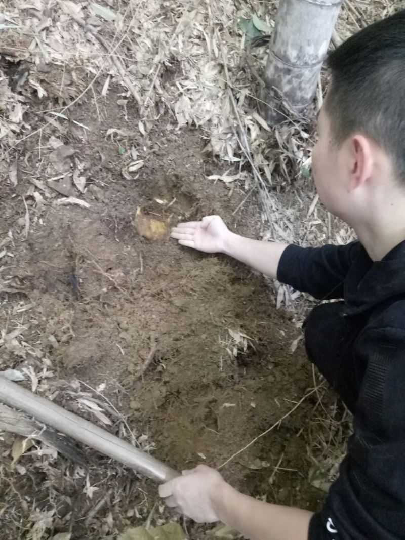 冬笋