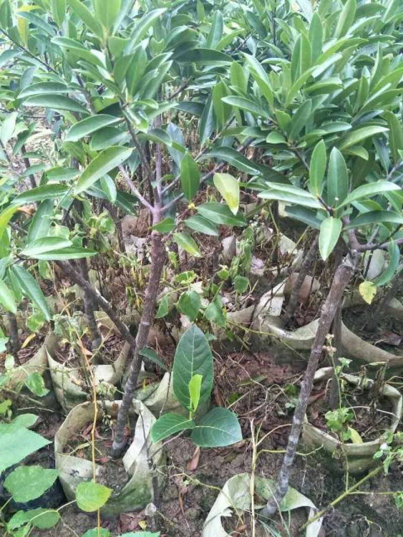 岭南山竹子苗