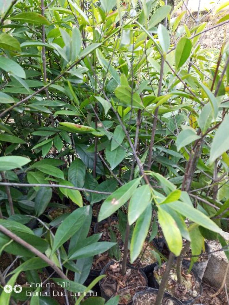 岭南山竹子苗