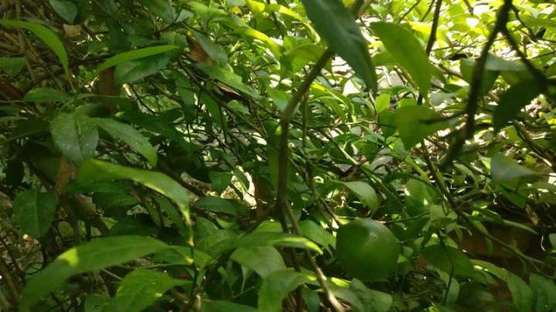 岭南山竹子苗