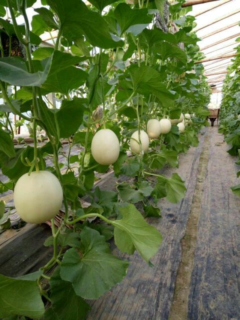 洋香瓜0.5斤以上