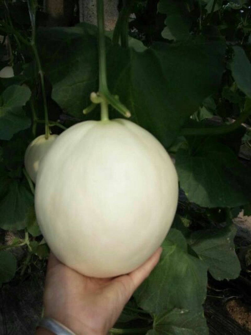 洋香瓜0.5斤以上