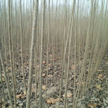 107杨树261~300cm
