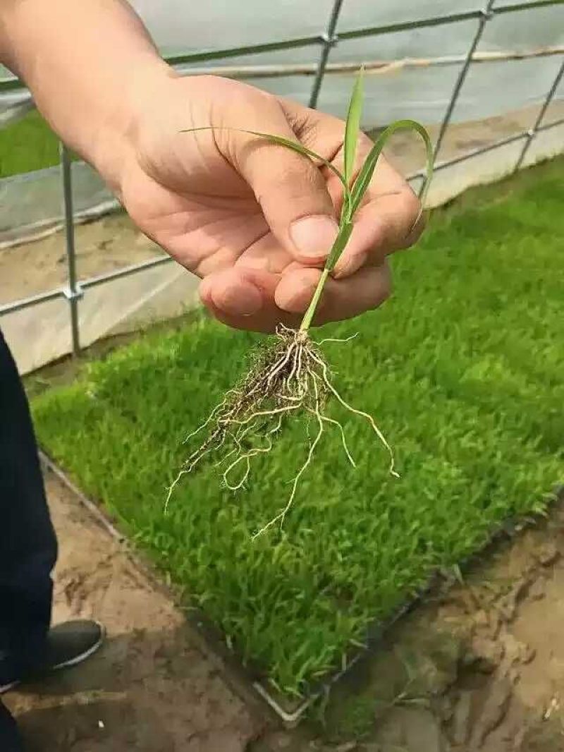水稻秧基质水稻育秧盘托盘软盘硬盘抛盘