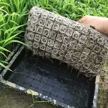 水稻秧基质水稻育秧盘托盘软盘硬盘抛盘