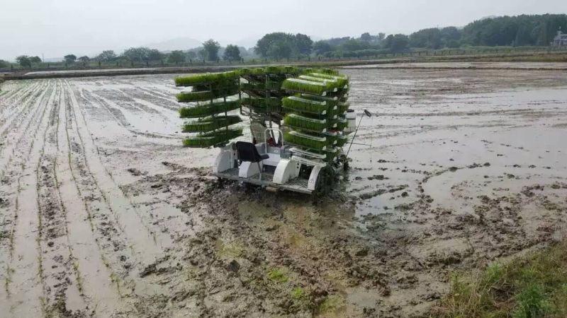 水稻秧基质水稻育秧盘托盘软盘硬盘抛盘