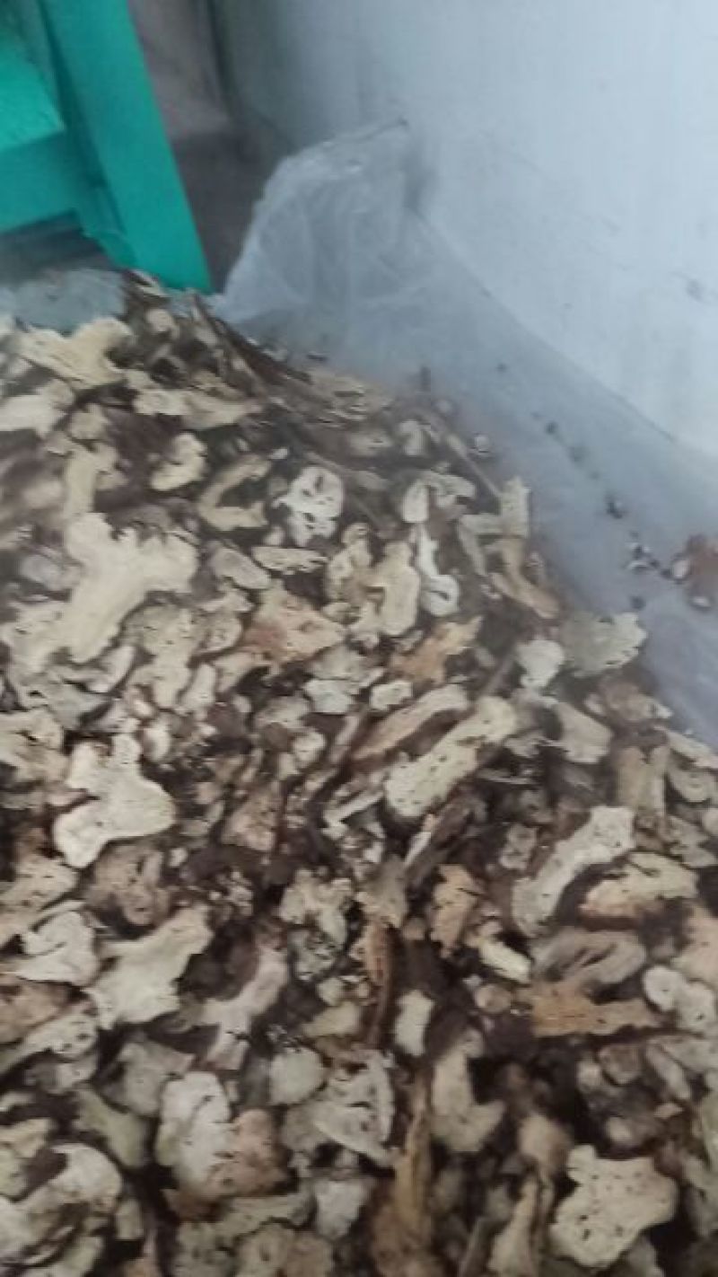 白术20~25g
