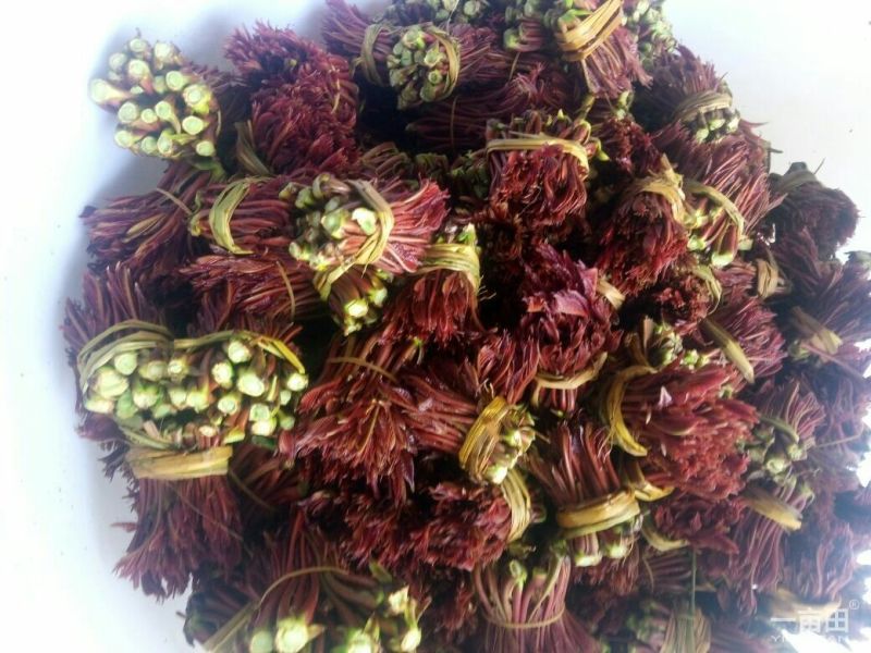 红油6号香椿20cm以下