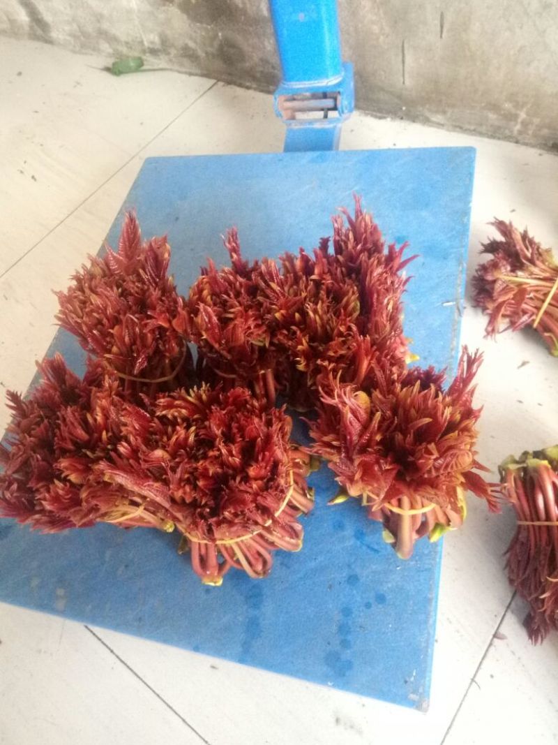 红油6号香椿20cm以下
