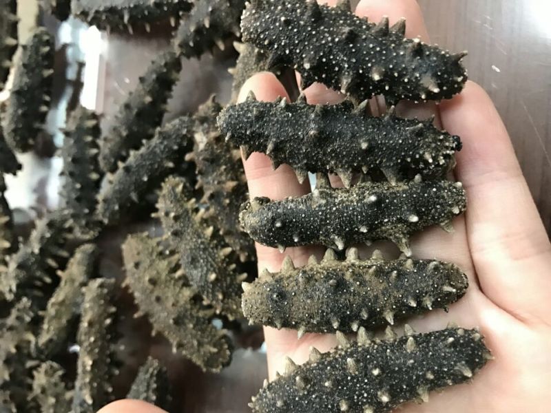 海参食用淡干