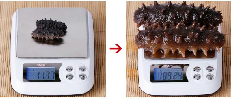 海参食用淡干