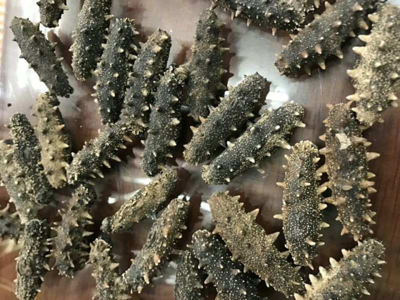 海参食用淡干