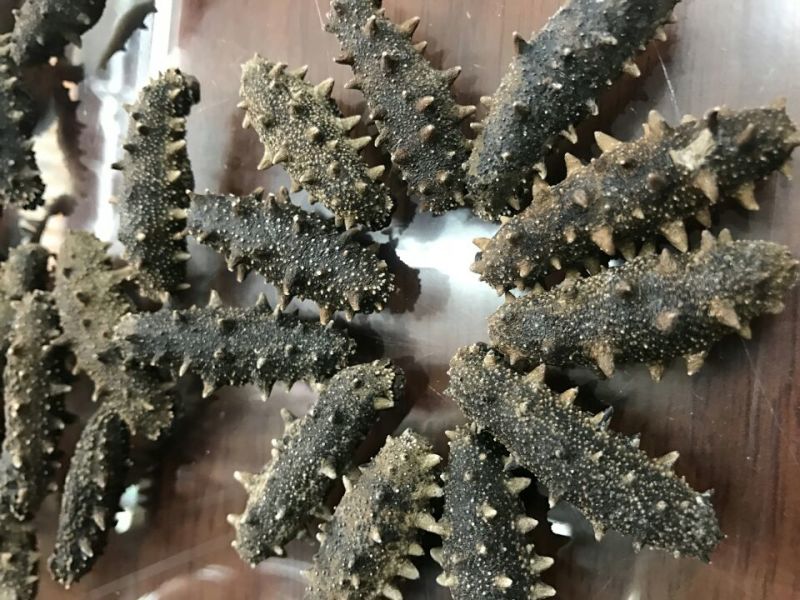 海参食用淡干