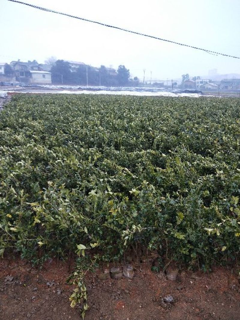 湘林油茶苗50~70cm，分枝多，根系发达，果大籽实，